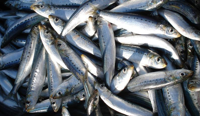 sardine