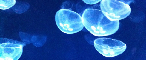meduse