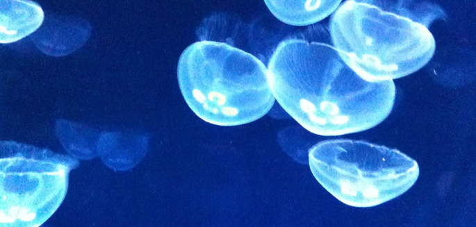 meduse